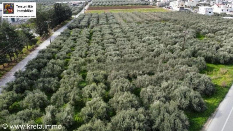 Kaparianna Kreta, Kaparianna Olivenhain 13.000m² zu verkaufen Grundstück kaufen